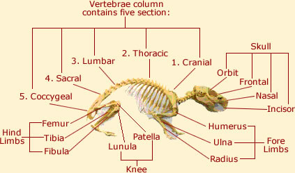 Anatomy - Guinea Pig Behavior